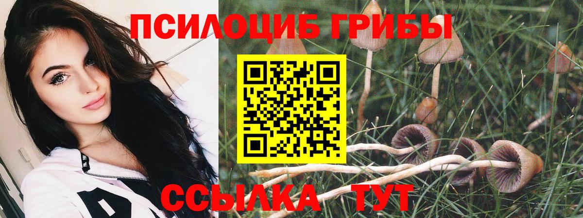 Всеволожск  Галлюциногенные грибы Psilocybine cubensis  Галлюциногенные грибы мицелий  Вход с VPN 